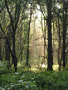 2007indu_sunrise
