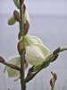 yuca_indu_virgin