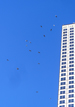 vultures1