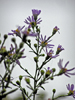 apupleflowers