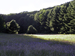 apurpleflowerfield3