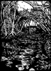 07mangrovevirgin