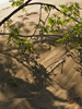 2007indu5_shadowdunetree