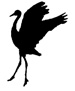 bwcranebird_wood